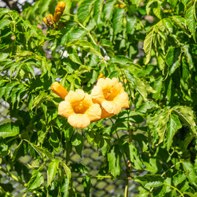 Campsis radicans Yellow Trumpet - Trompetenblume 'Gold Trumpet' - Kletterpflanzen