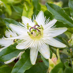 Passionsblume 'Constance Elliot' - Willemse