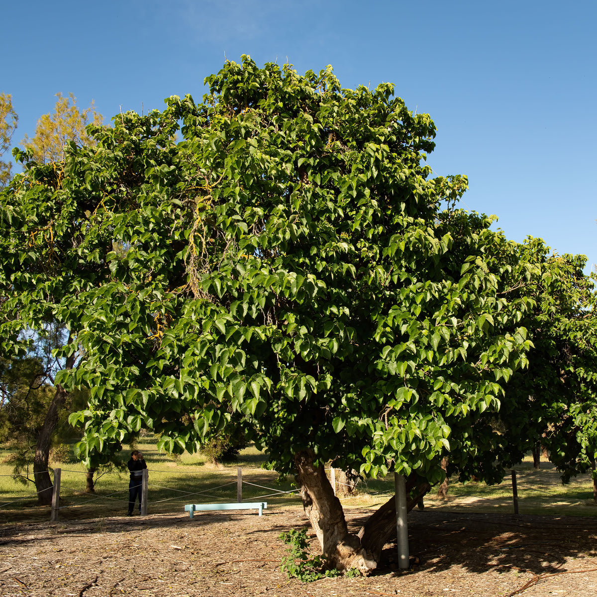 Morus acidosa Mulle - Maulbeere 'Mulle' - Fruchtbäume