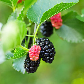 Maulbeere 'Mulle' - Morus acidosa Mulle - Willemse