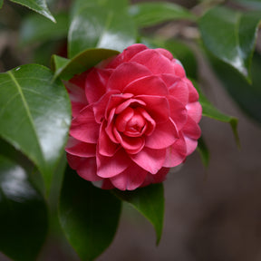 Kamelie Principessa Baciocchi - Willemse