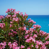 Oleander - Oleander - Nerium oleander
