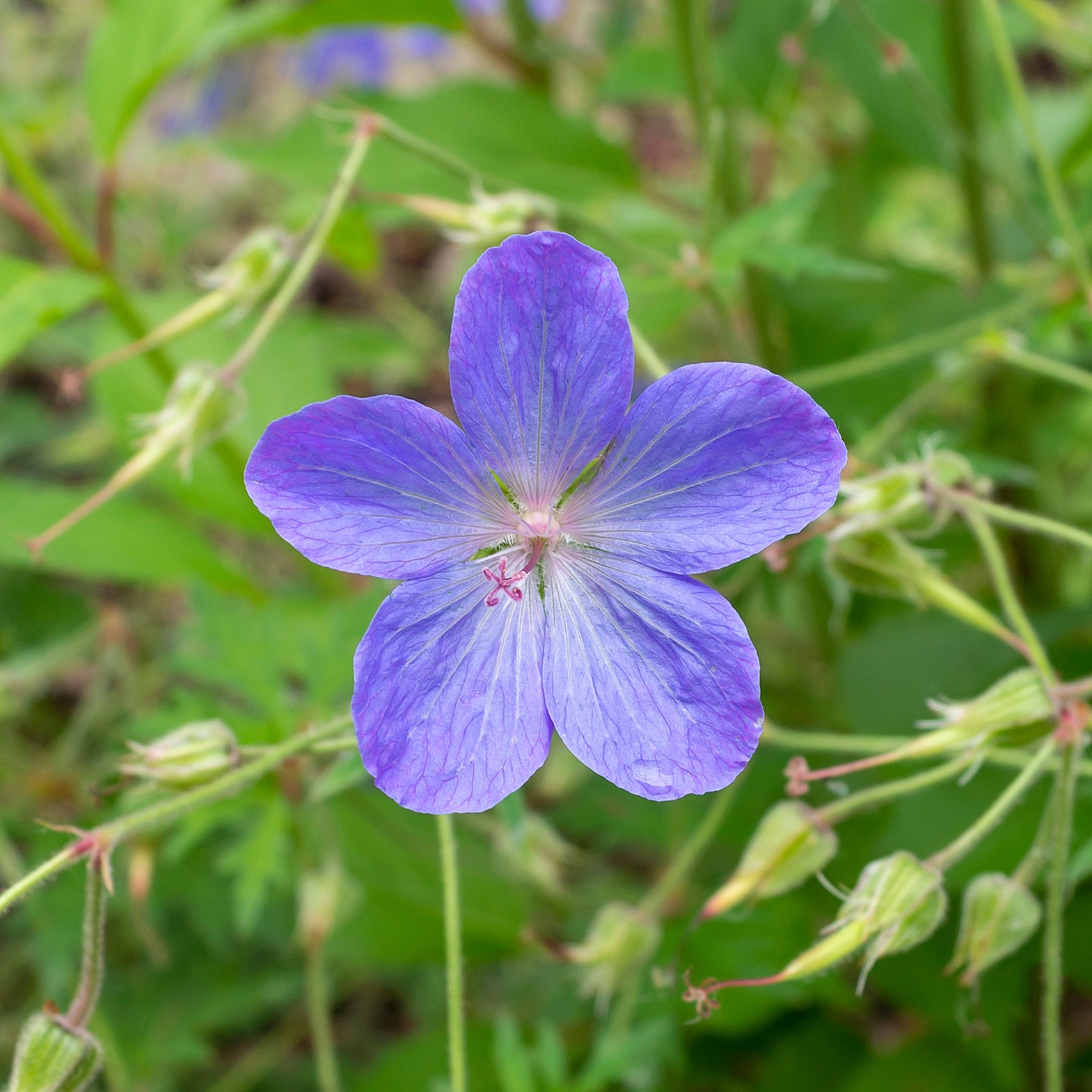 Storchschnabel 'Johnsons Blue' - Geranium johnson's blue - Willemse