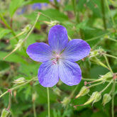 Storchschnabel 'Johnsons Blue' - Geranium johnson's blue - Willemse