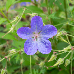 Storchschnabel 'Johnsons Blue' - Geranium johnson's blue - Willemse