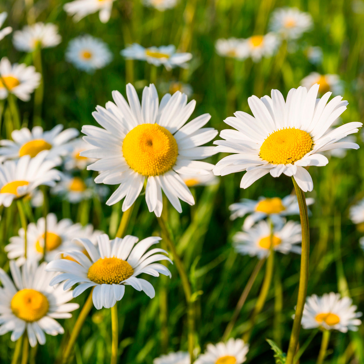 Kleine Margerite 'Maikönigin'