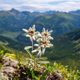 Verkauf Alpen-Edelweiss - Leontopodium alpinum