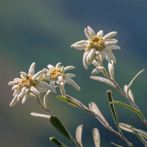 Alpen-Edelweiss - Stauden - Willemse