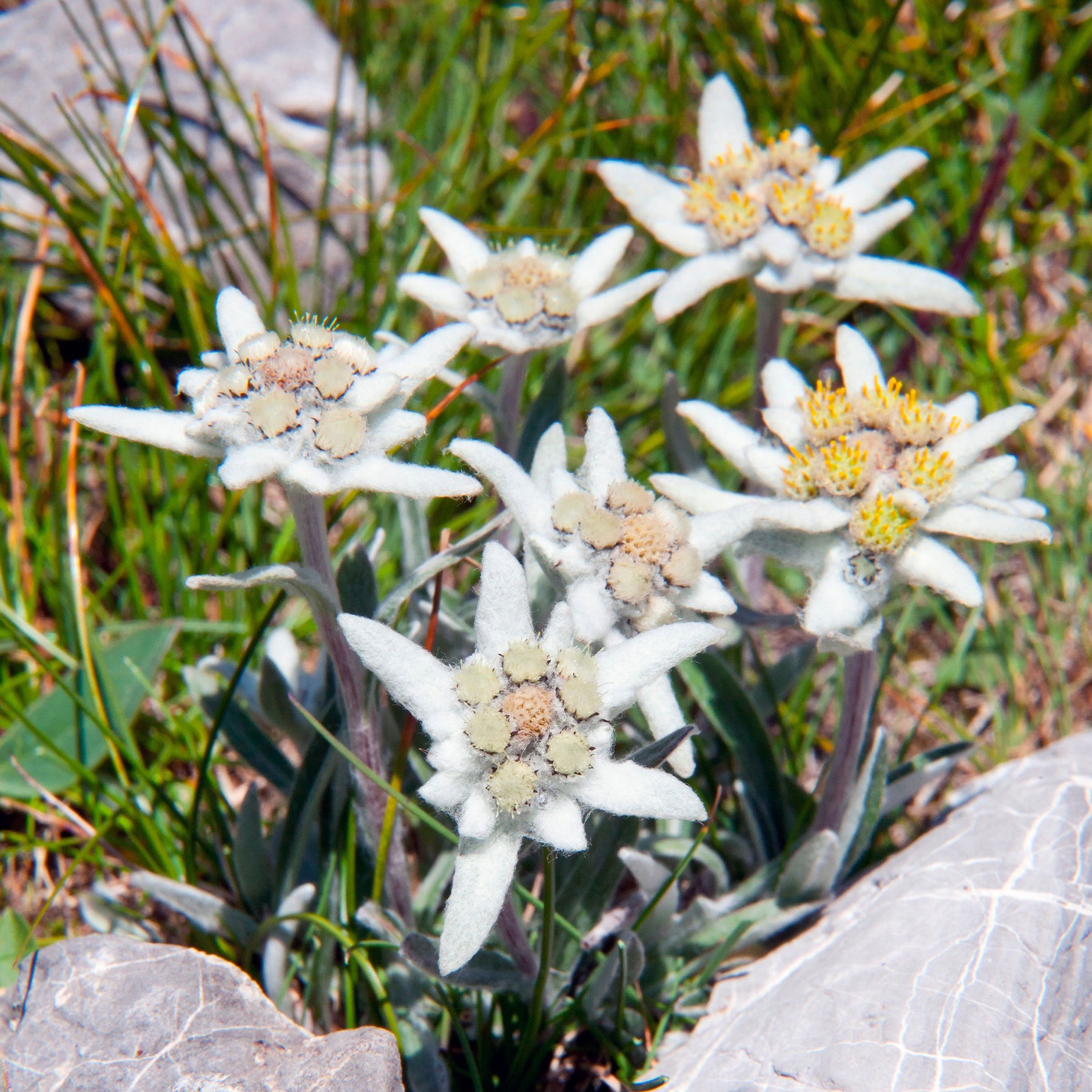 Verkauf Alpen-Edelweiss - Stauden
