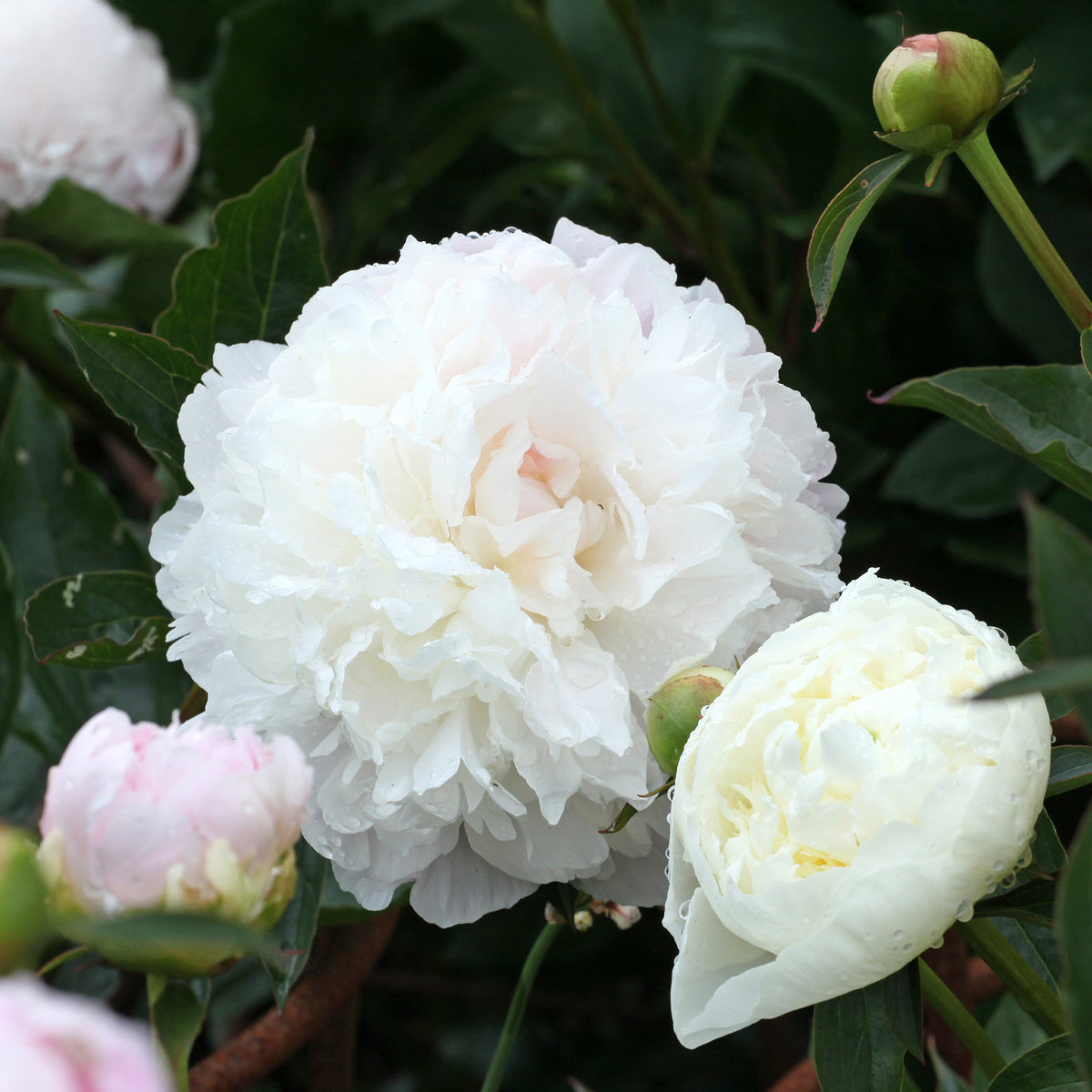Pfingstrose 'Duchesse de Nemours' - Paeonia lactiflora Duchesse de Nemours - Willemse