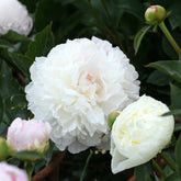 Pfingstrose 'Duchesse de Nemours' - Paeonia lactiflora Duchesse de Nemours - Willemse