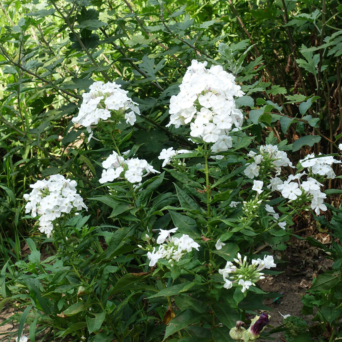 Phlox - Hohe Flammenblume 'White Admiral' - Phlox paniculata white admiral