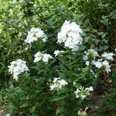 Phlox - Hohe Flammenblume 'White Admiral' - Phlox paniculata white admiral
