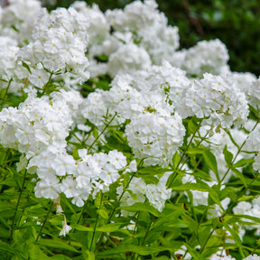 Hohe Flammenblume 'White Admiral' - Willemse
