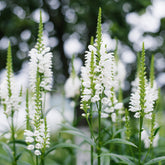 Gelenkblume 'Alba'