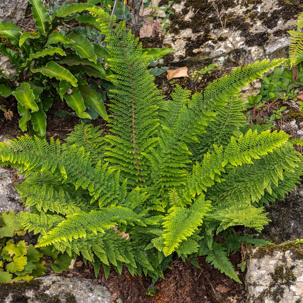 Grannen-Schildfarn 'Herrenhausen' - Willemse