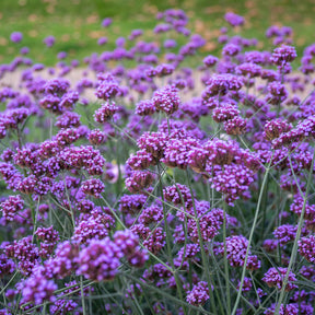 Eisenkraut - Patagonisches Eisenkraut - Verbena bonariensis