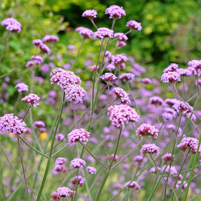 Verkauf Patagonisches Eisenkraut - Verbena bonariensis