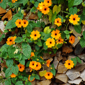 Schwarzäugige Susanne 'Orange' - Terrassen- und Balkonpflanzen für Töpfe und Balkonkästen - Willemse