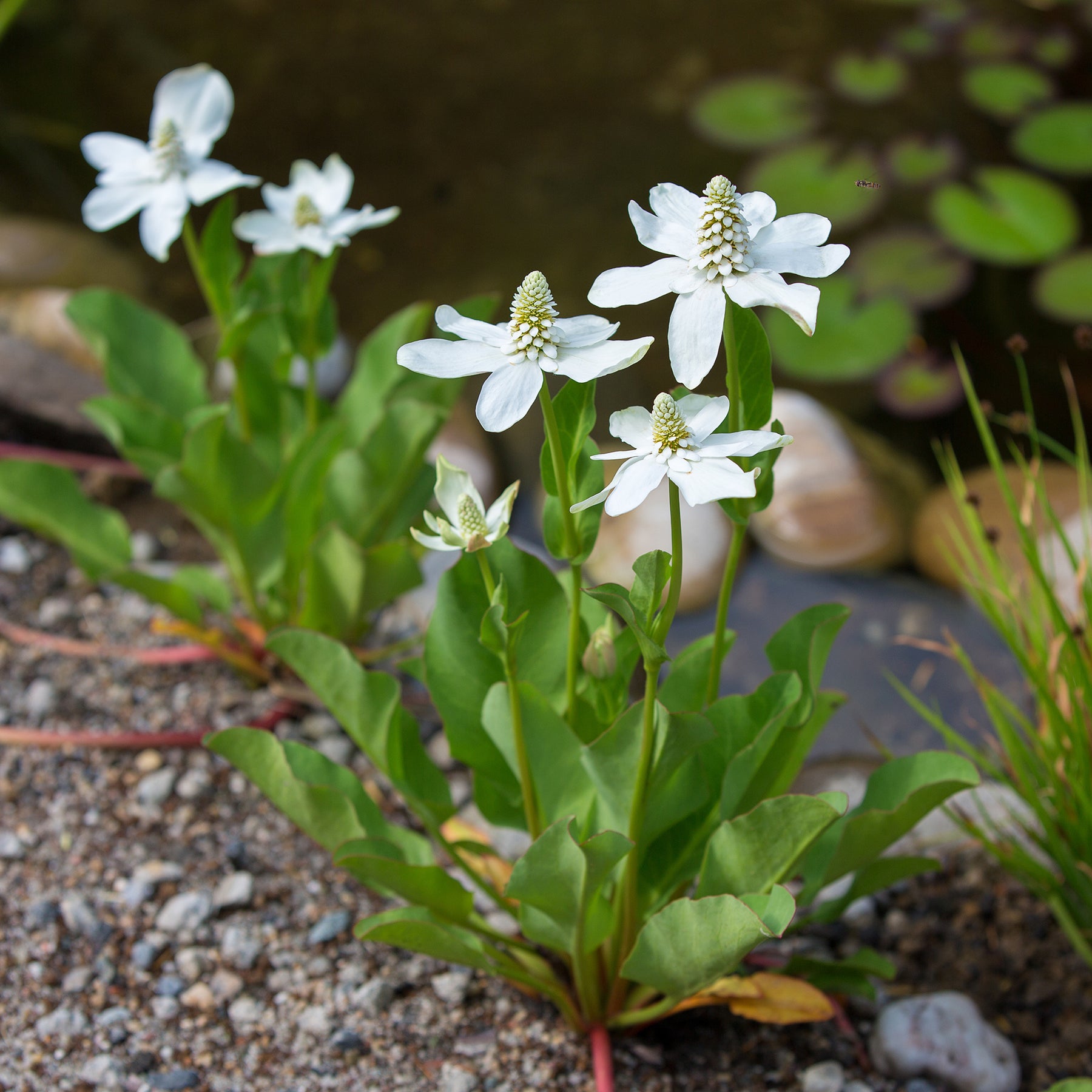 Alle Teichpflanzen - Kalifornische Anemopsis - Anemopsis californica