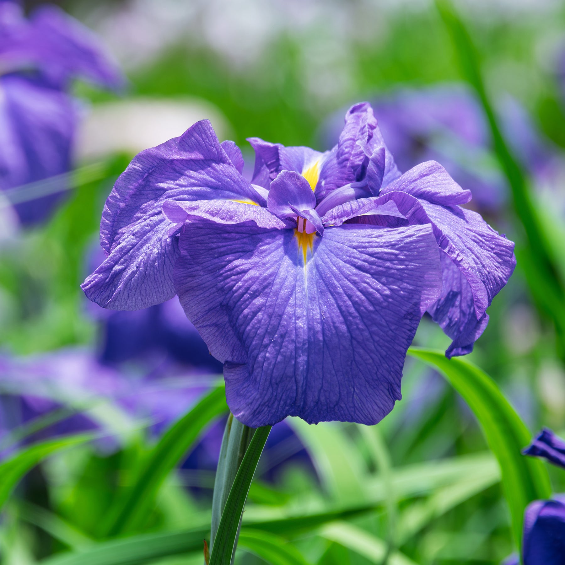 Japanische Schwertlilie - Iris kaempferi - Willemse