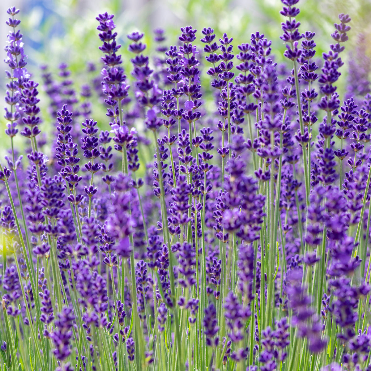 Echter Lavendel 'Hidcote' - Lavandula angustifolia Hidcote - Willemse
