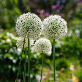 Zierlauch 'Mount Everest' (x2) - Allium stipitatum mount everest - Willemse