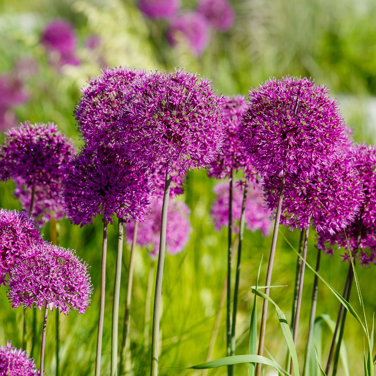 Allium-Zwiebeln - Zierlauch 'Purple Sensation' (x10) - Allium aflatunense Purple Sensation