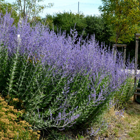 Perovskia atriplicifolia blue spire - Blauraute 'Blue Spire' - Salbei