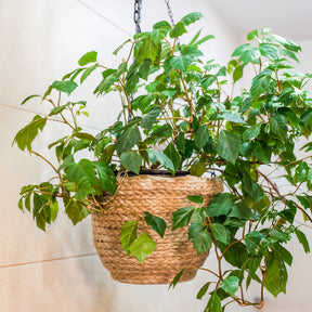Zimmerrebe 'Ellen Danica' - Cissus ellen danica - Willemse