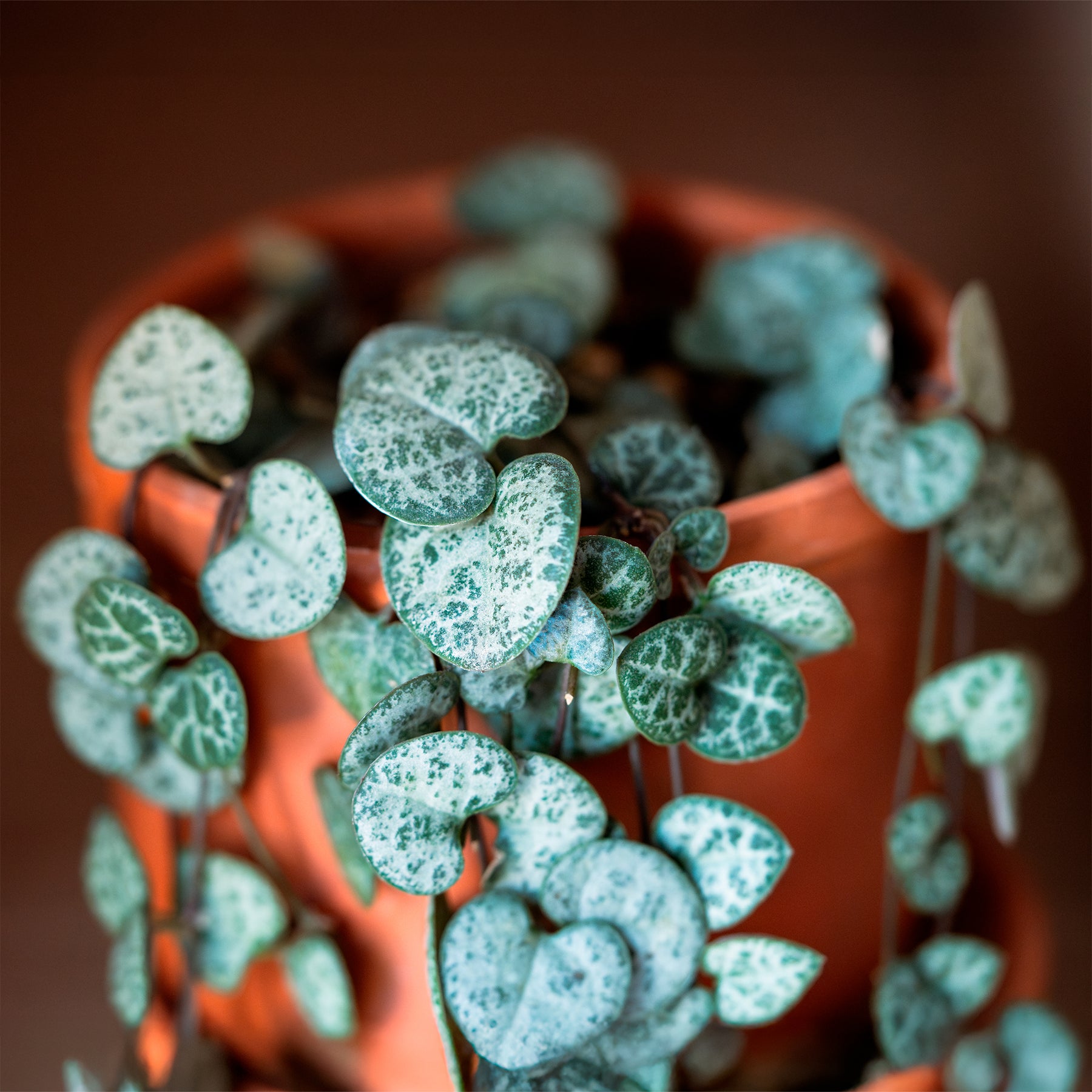 Verkauf Leuchterblume