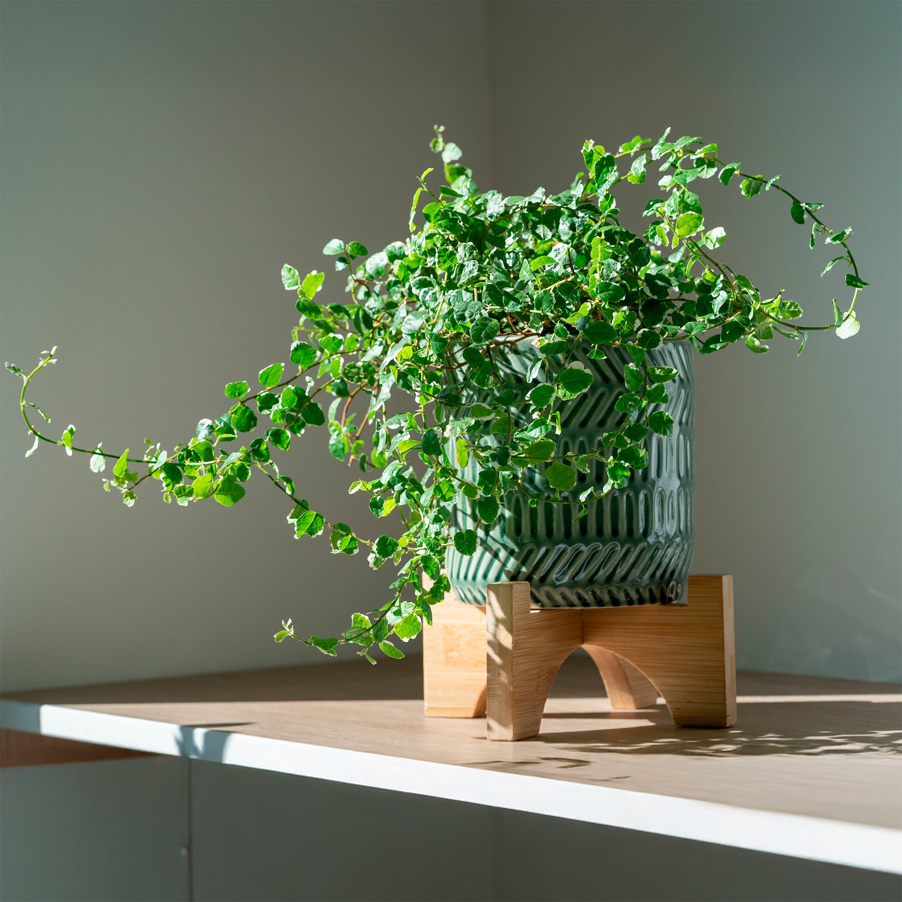 Kletterfeige 'White Sunny' - Ficus pumila white sunny - Willemse