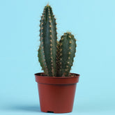 Säulenkaktus Polaskia chichipe - Willemse