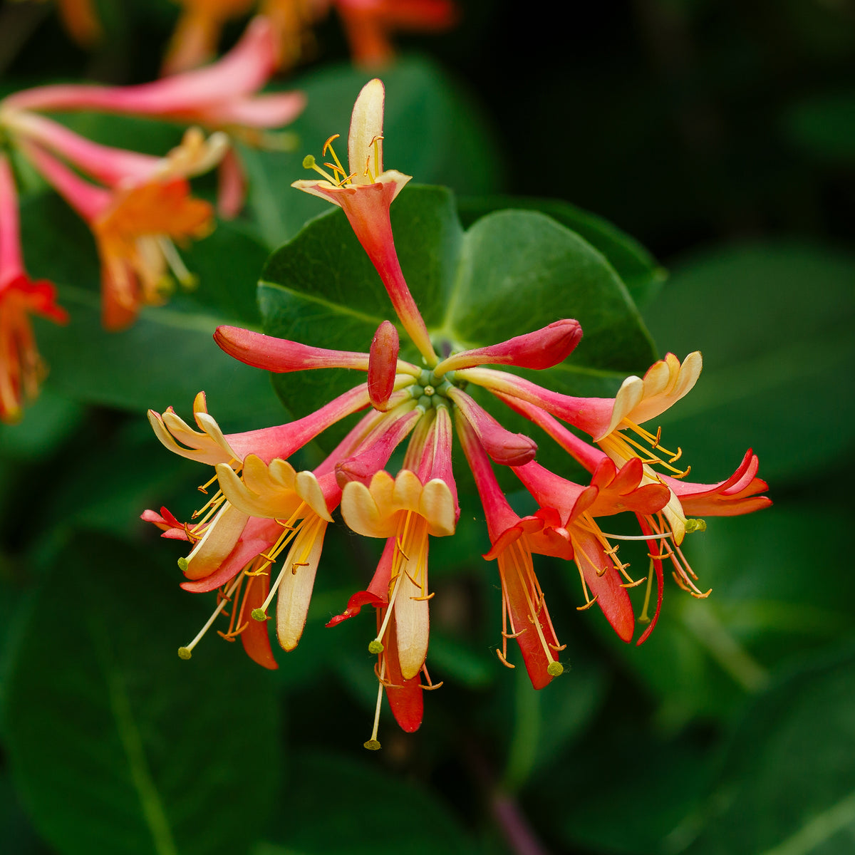 Kletter-Geißblatt ‘Dropmore Scarlet’
