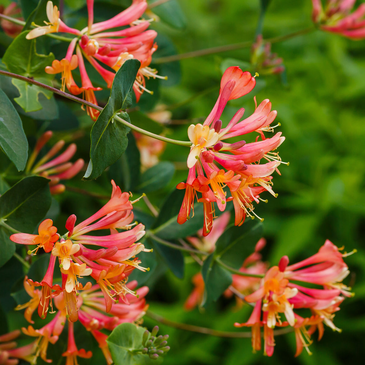 Kletter-Geißblatt ‘Dropmore Scarlet’