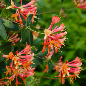Kletter-Geißblatt ‘Dropmore Scarlet’