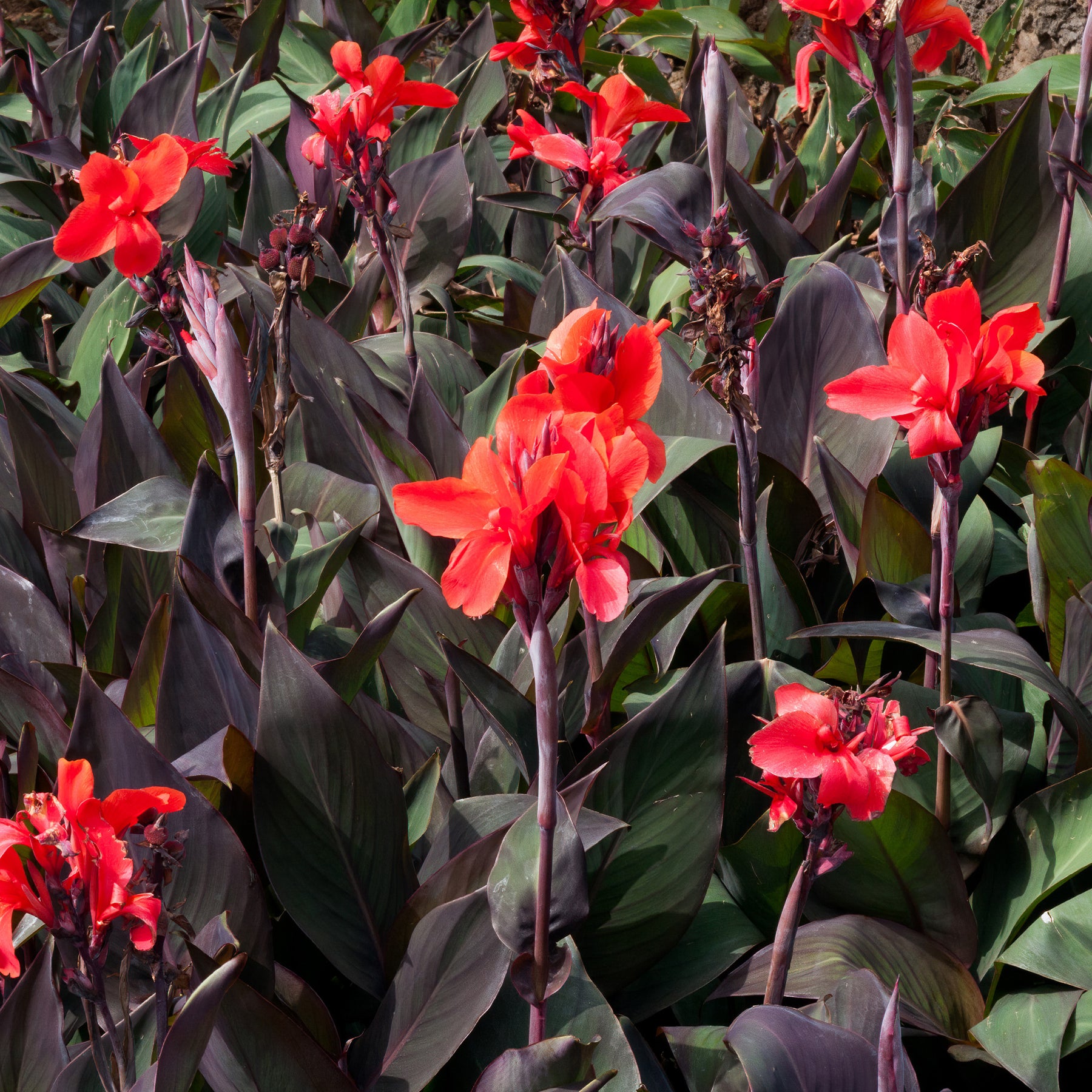 Canna - Blumenrohr - Indisches Blumenrohr 'Red Futurity' (x2) - Canna 'red futurity'