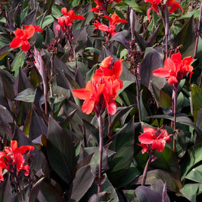 Canna - Blumenrohr - Indisches Blumenrohr 'Red Futurity' (x2) - Canna 'red futurity'