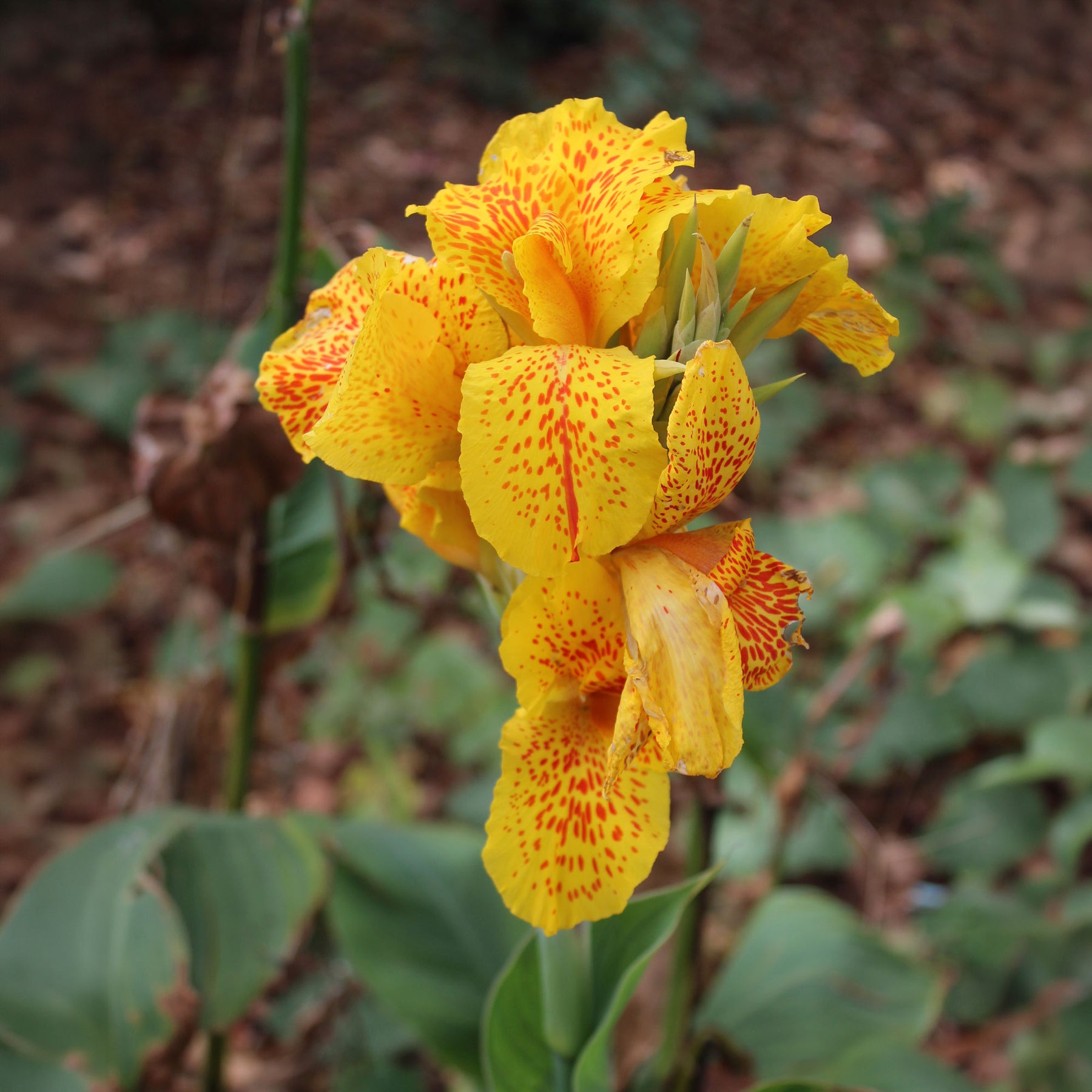 Indisches Blumenrohr 'Tropical Yellow' (x2) - Willemse