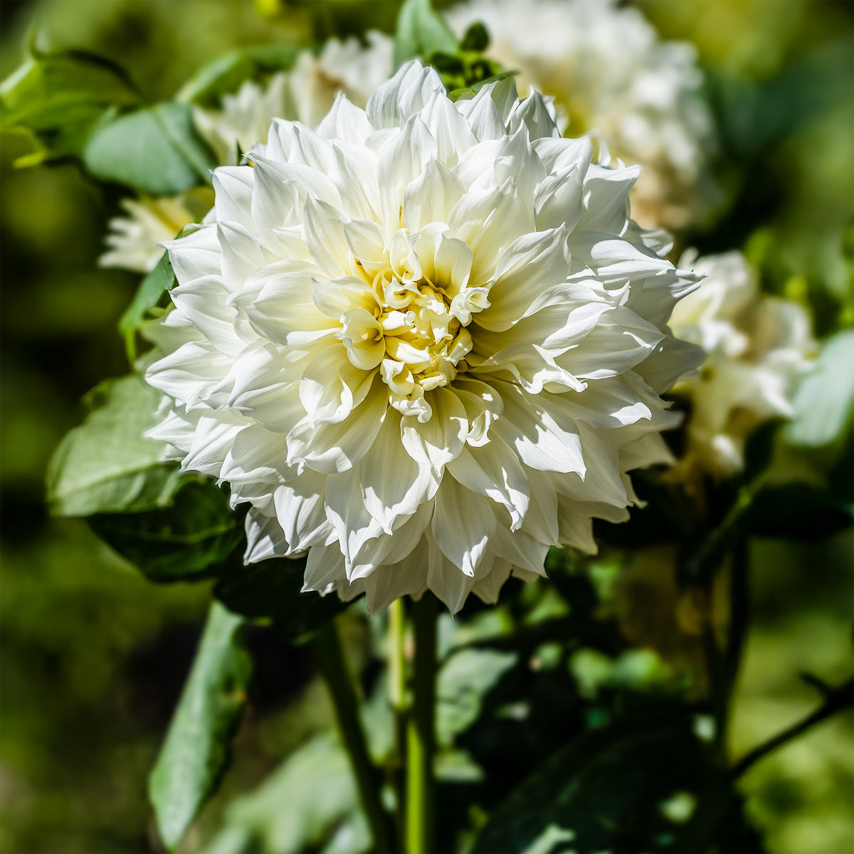 Dahlie 'Fleurel' (x3) - Dahlia 'fleurel' - Willemse
