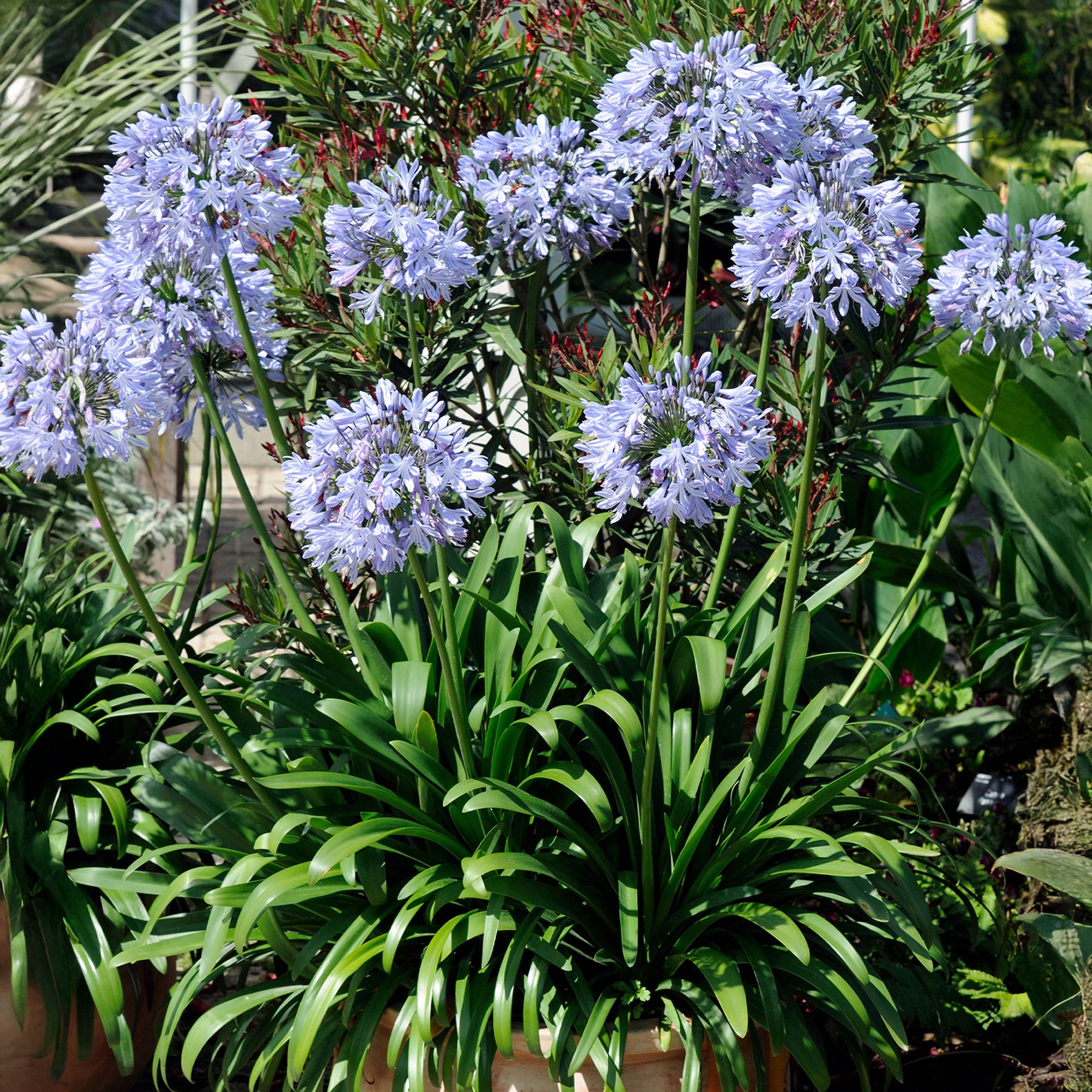 Blaue Schmucklilie (x3) - Willemse