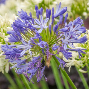 Blaue Schmucklilie (x3)