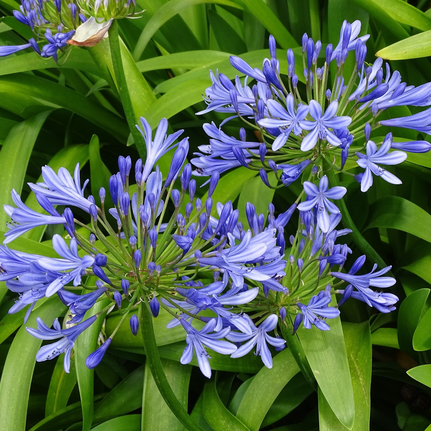 Blaue Schmucklilie (x3)