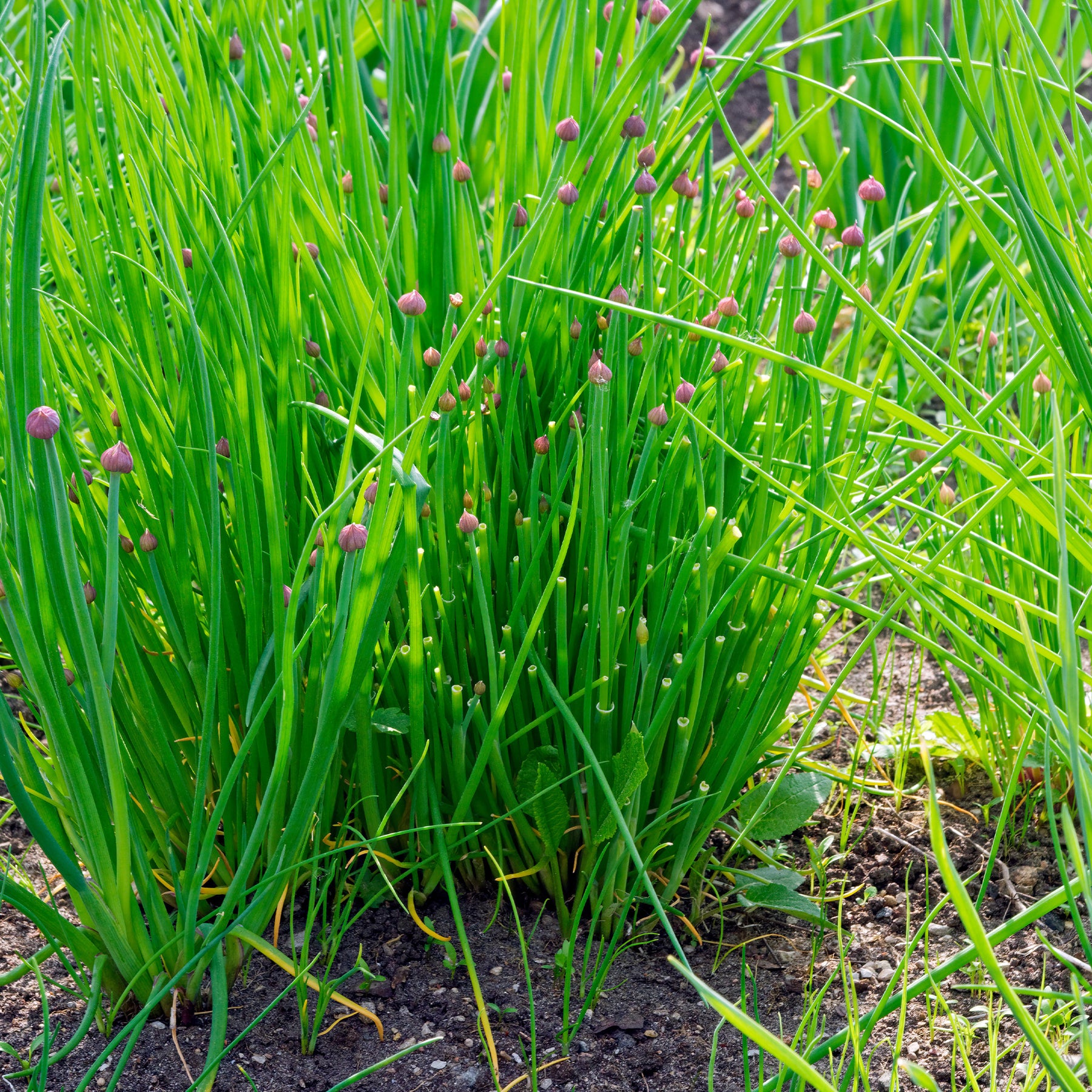 Allium schoenoprasum - Schnittlauch - Kräutersamen