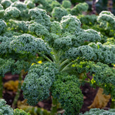 Wirsing ‚Westlandse Herbst‘ - Brassica oleracea sabauda Westlandse Herfst Kale - Willemse