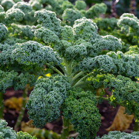 Wirsing ‚Westlandse Herbst‘ - Brassica oleracea sabauda Westlandse Herfst Kale - Willemse