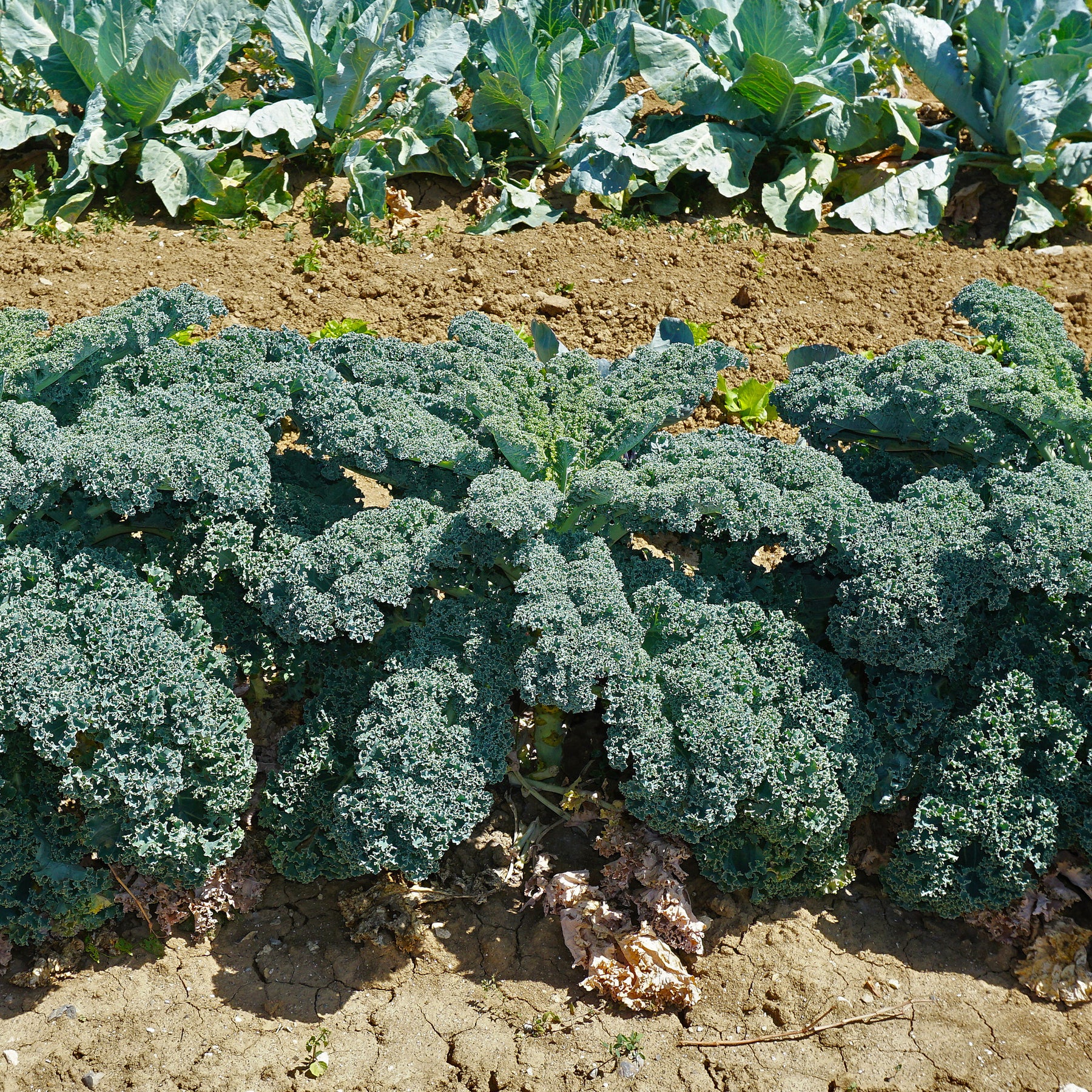 Wirsing ‚Westlandse Herbst‘ - Willemse