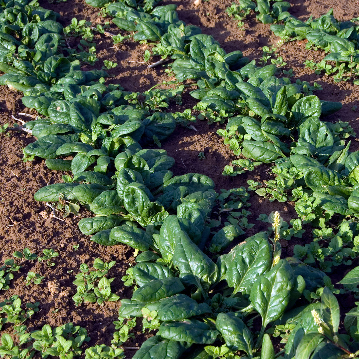 Spinat 'Nores' - Beta vulgaris nores - Willemse