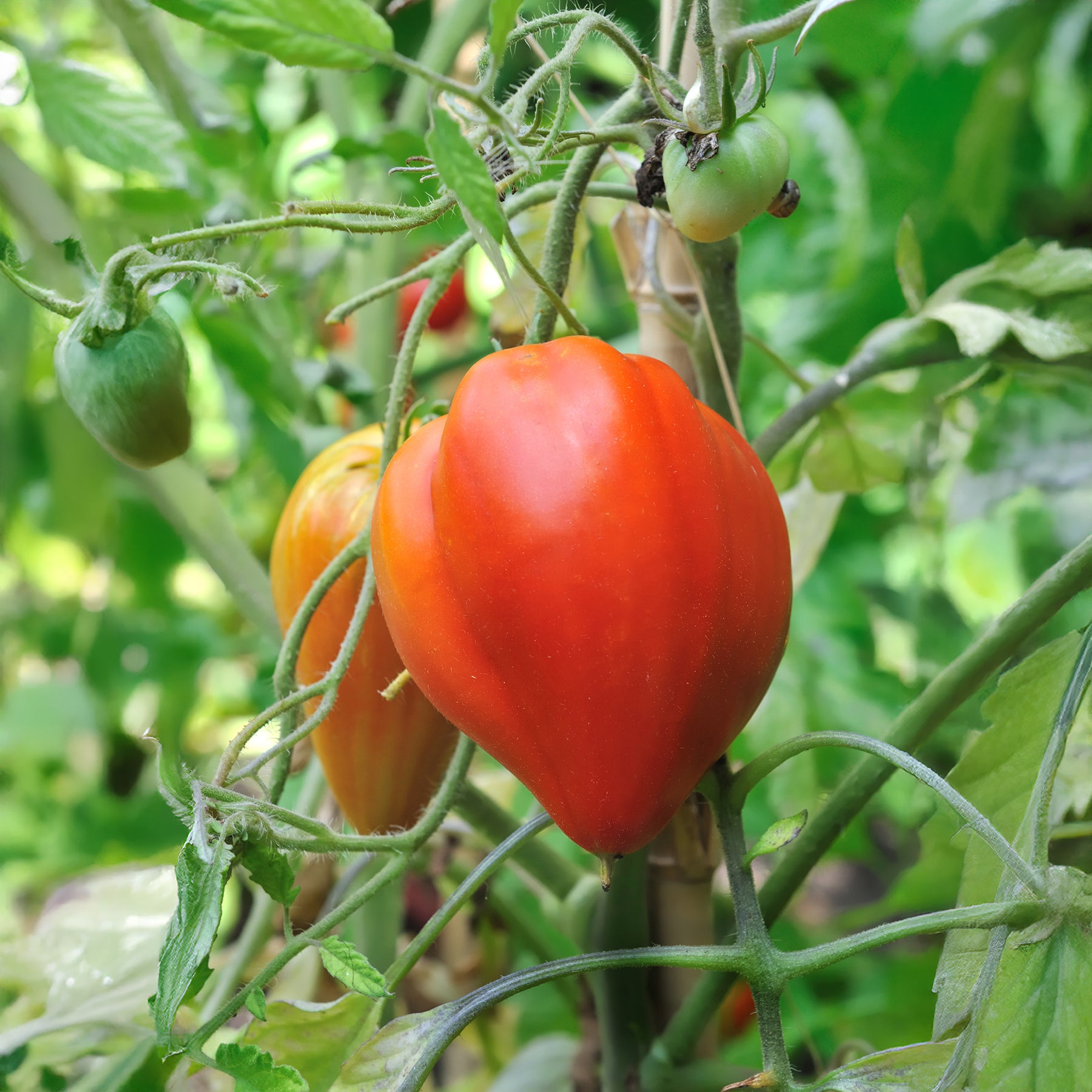 Fleischtomate 'Ochsenherz' - Willemse