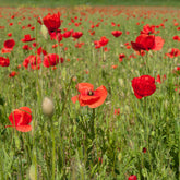 Papaver rhoeas red corn poppy - Klatschmohn ‘Red Corn Poppy’ Bio - Samen für einjährige Blumen